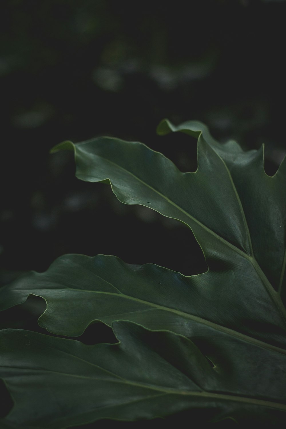 Fotografia a fuoco selettiva di una pianta a foglia verde