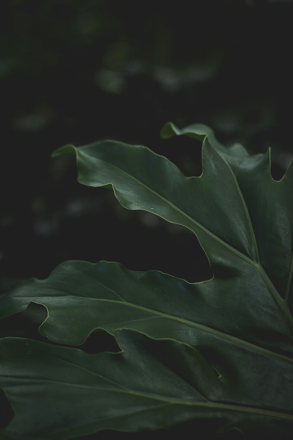 selective focus photography of green leafed plant