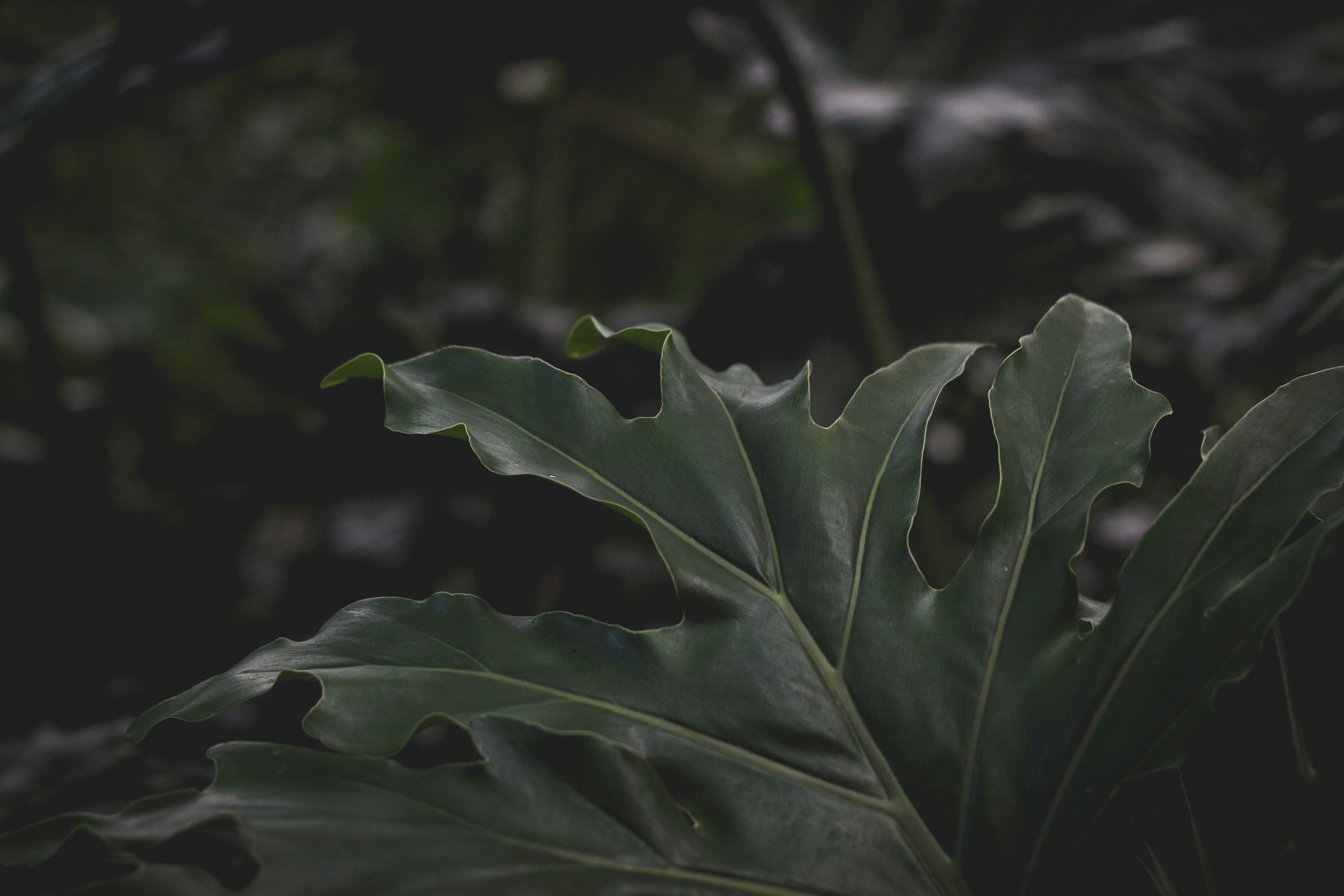 Photo by clairebrear