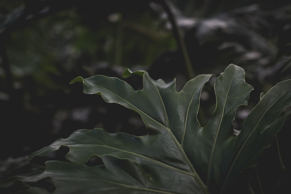 green leaf plant