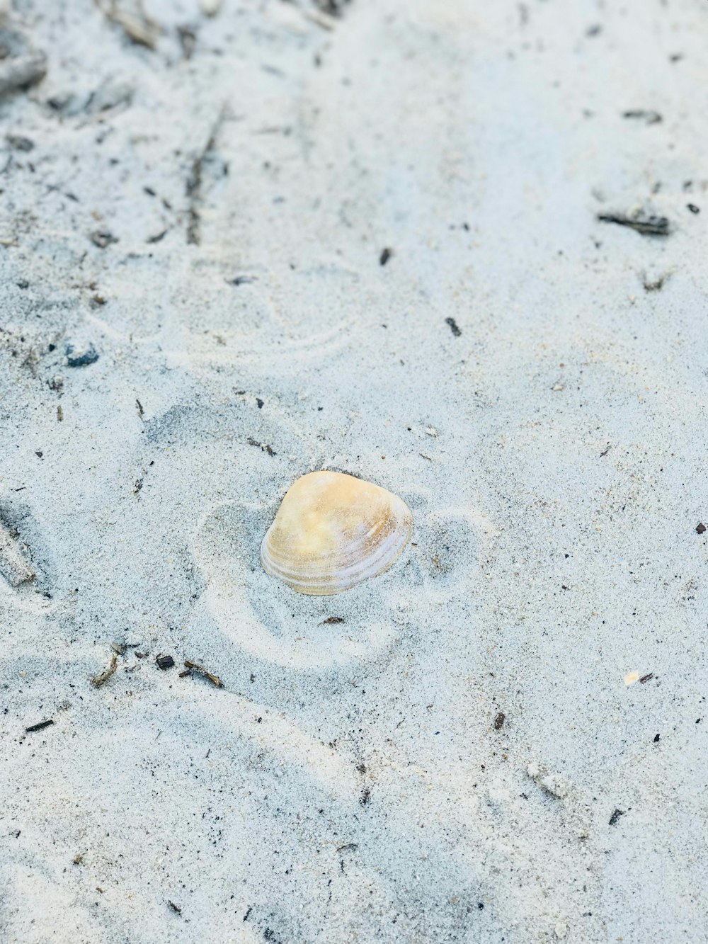 brown sea shell on sand