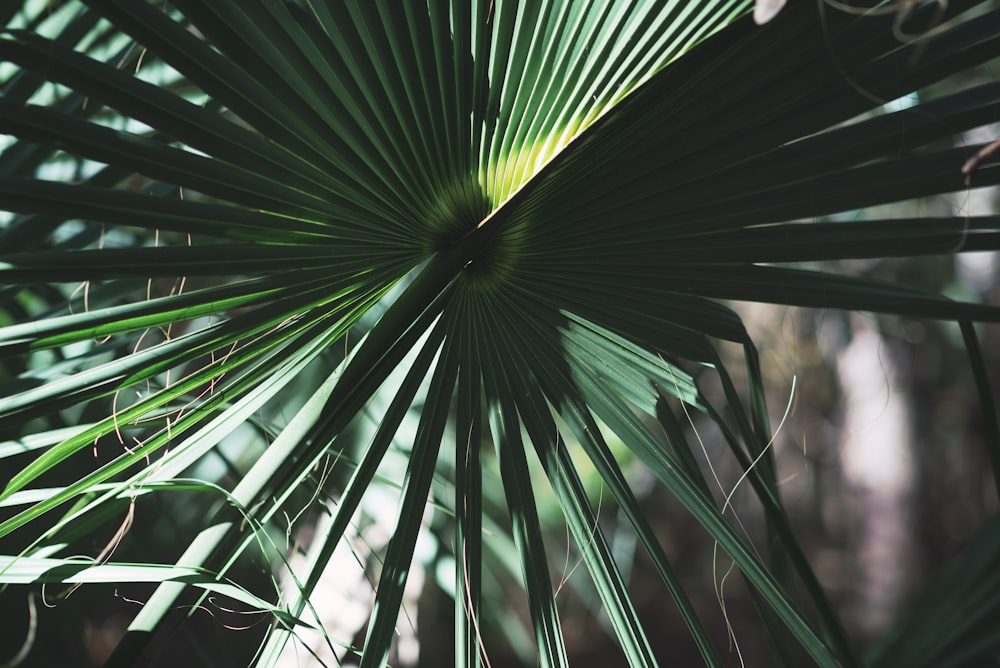 green leafed plant during daytime