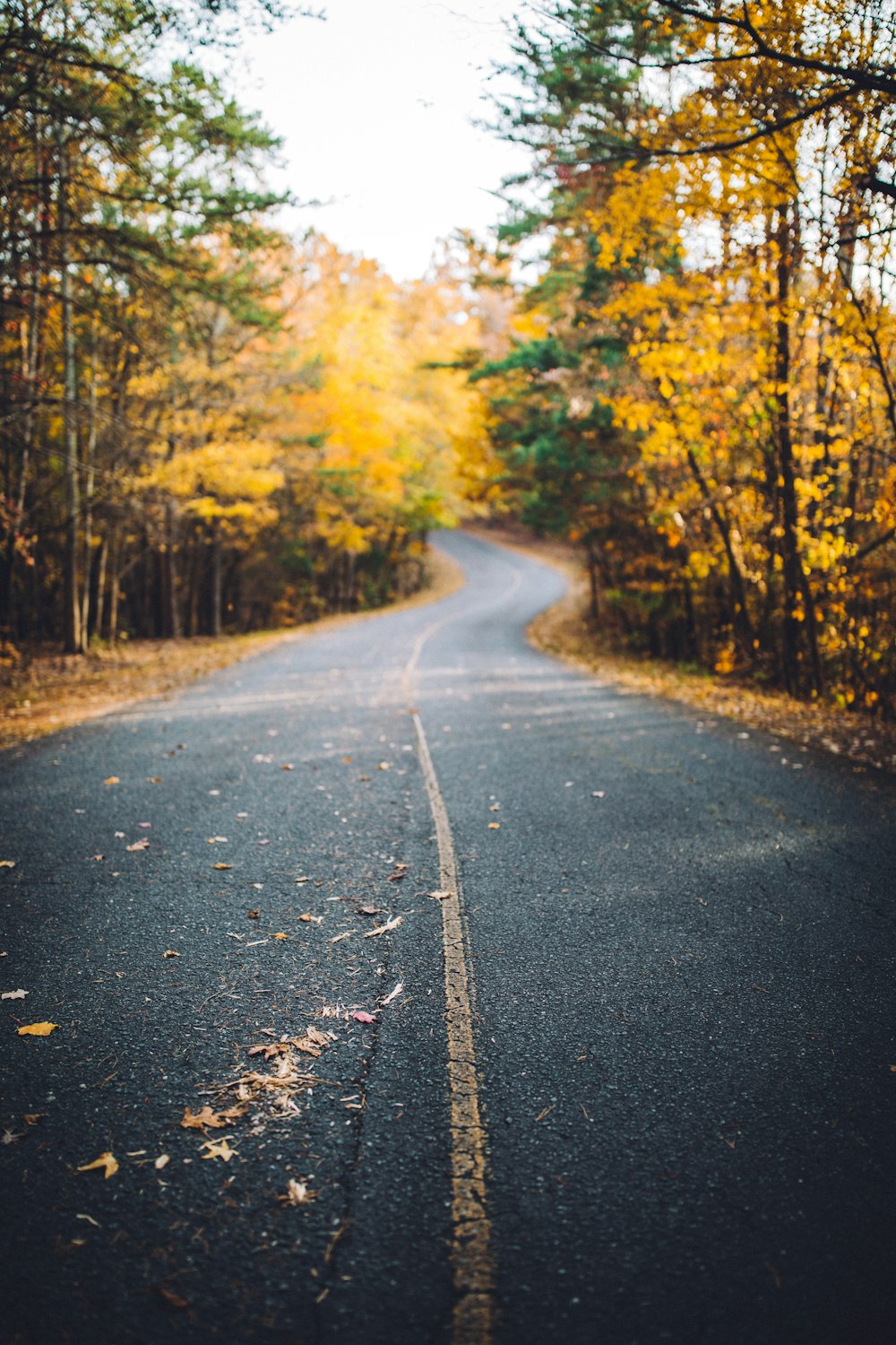 asphalt road between yellow leaf trees during daytime