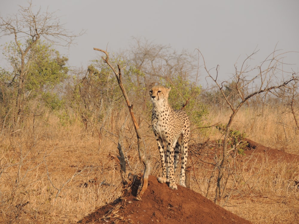 ghepardo in piedi su terreno marrone