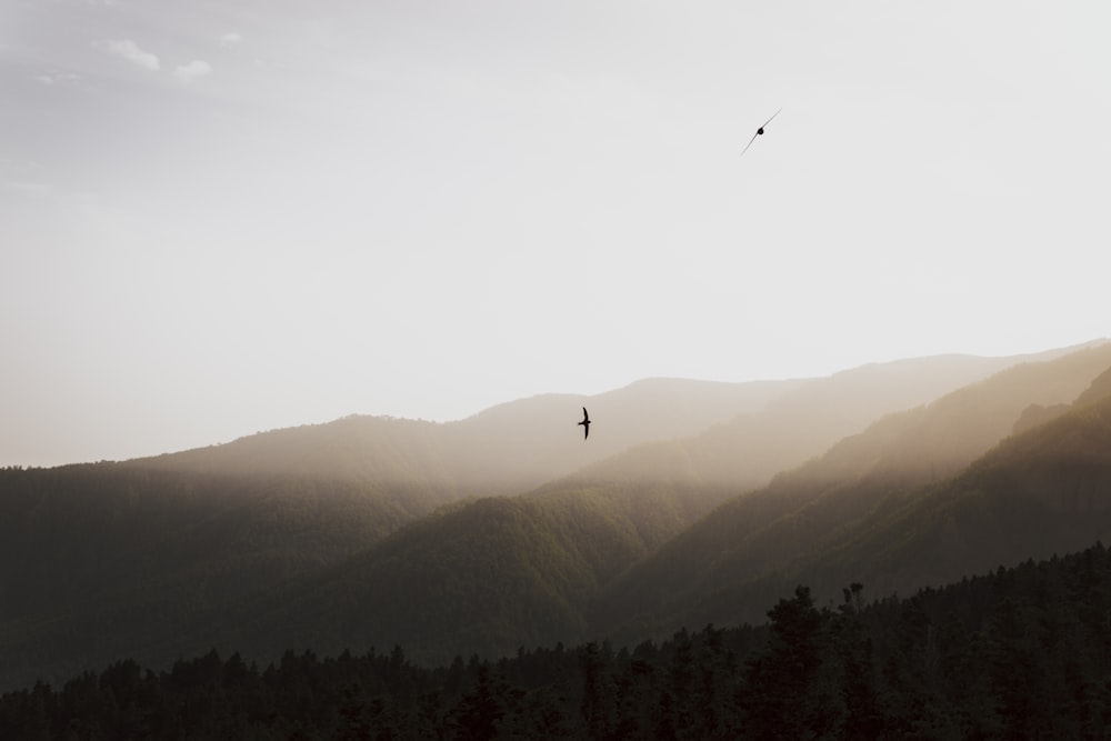 silhouette photography of two birds