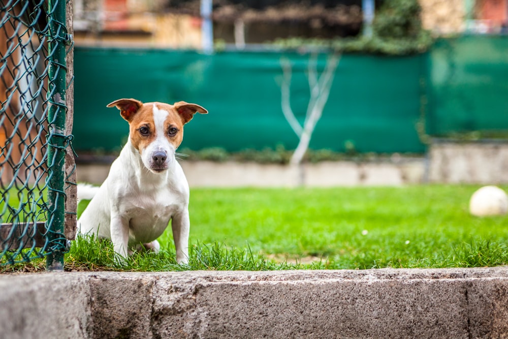 white and brown dog sitting on grass field