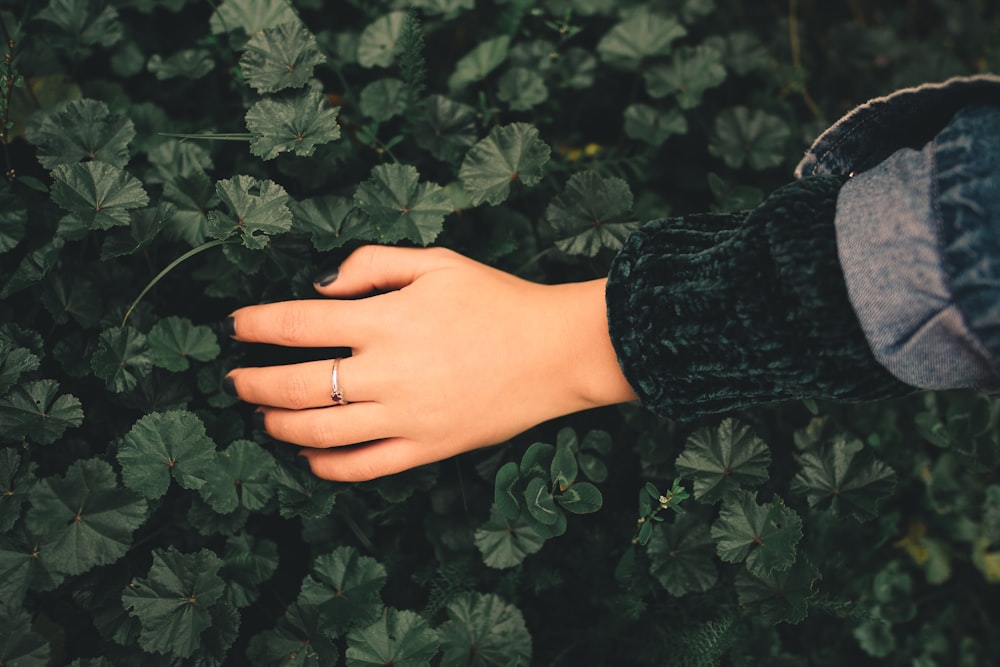 person touching green leaves