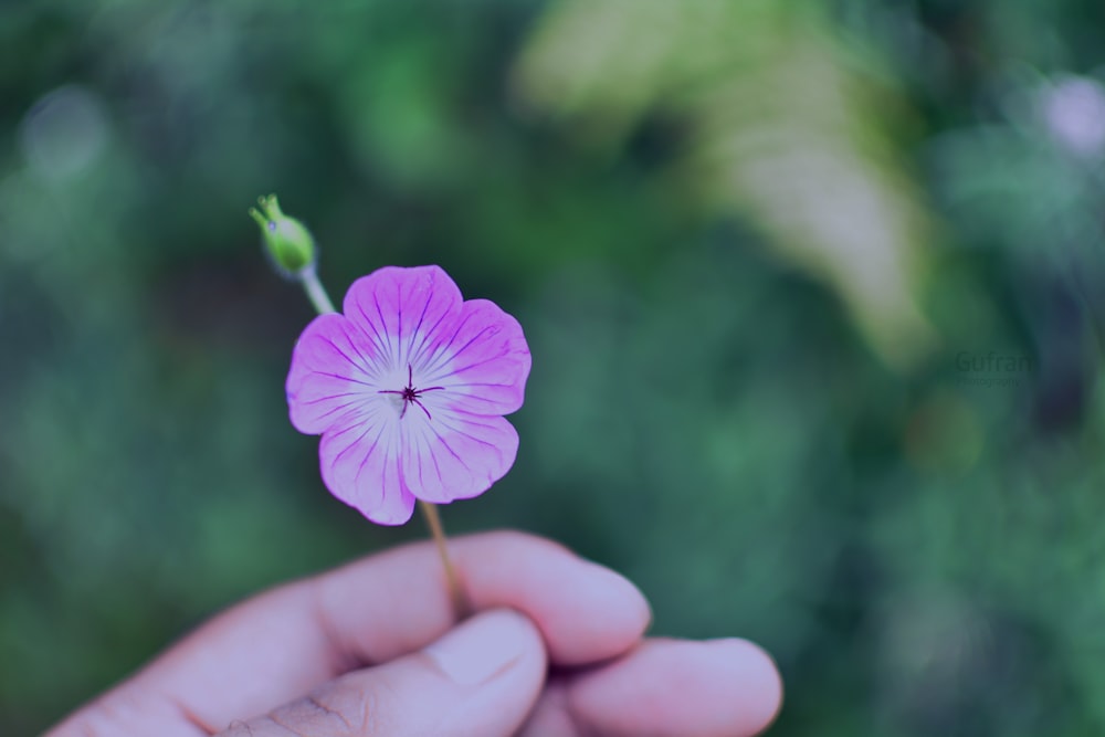 person holding pink flower