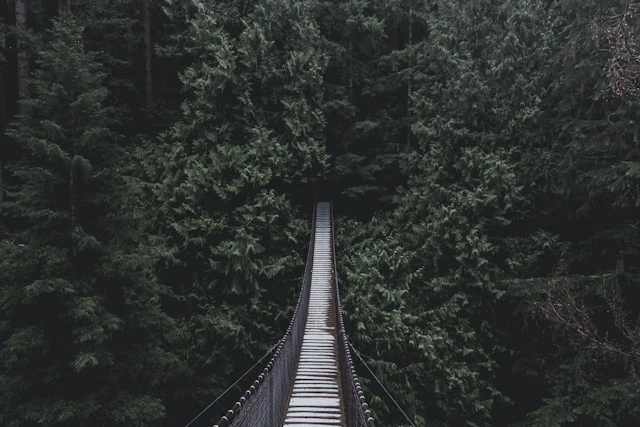 The narrow wooden-plank suspension bridge at Lynn Canyon disappearing into dense fir forest