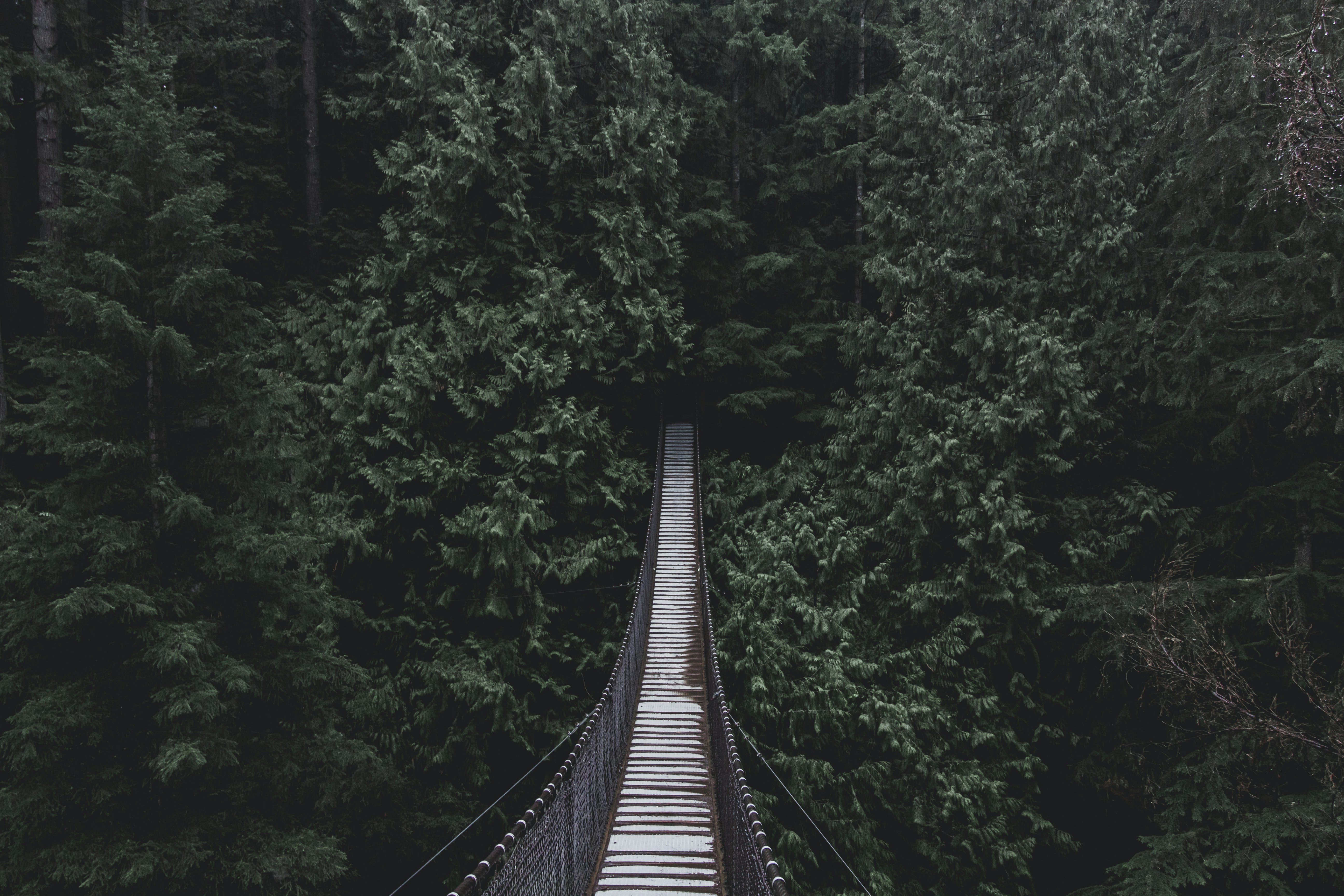 hanging bridge on forest