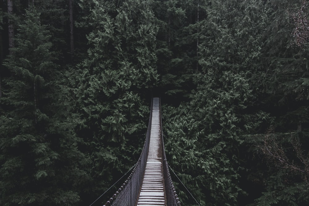 hanging bridge on forest