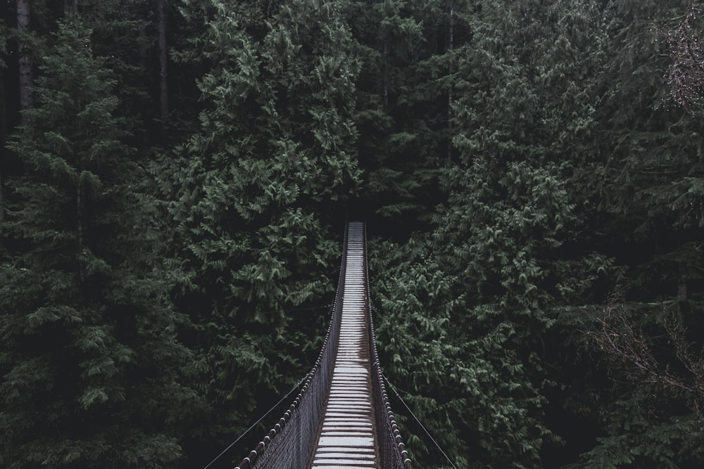Puente colgante sobre el bosque