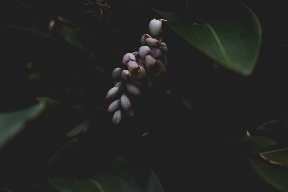 purple petaled flower photo