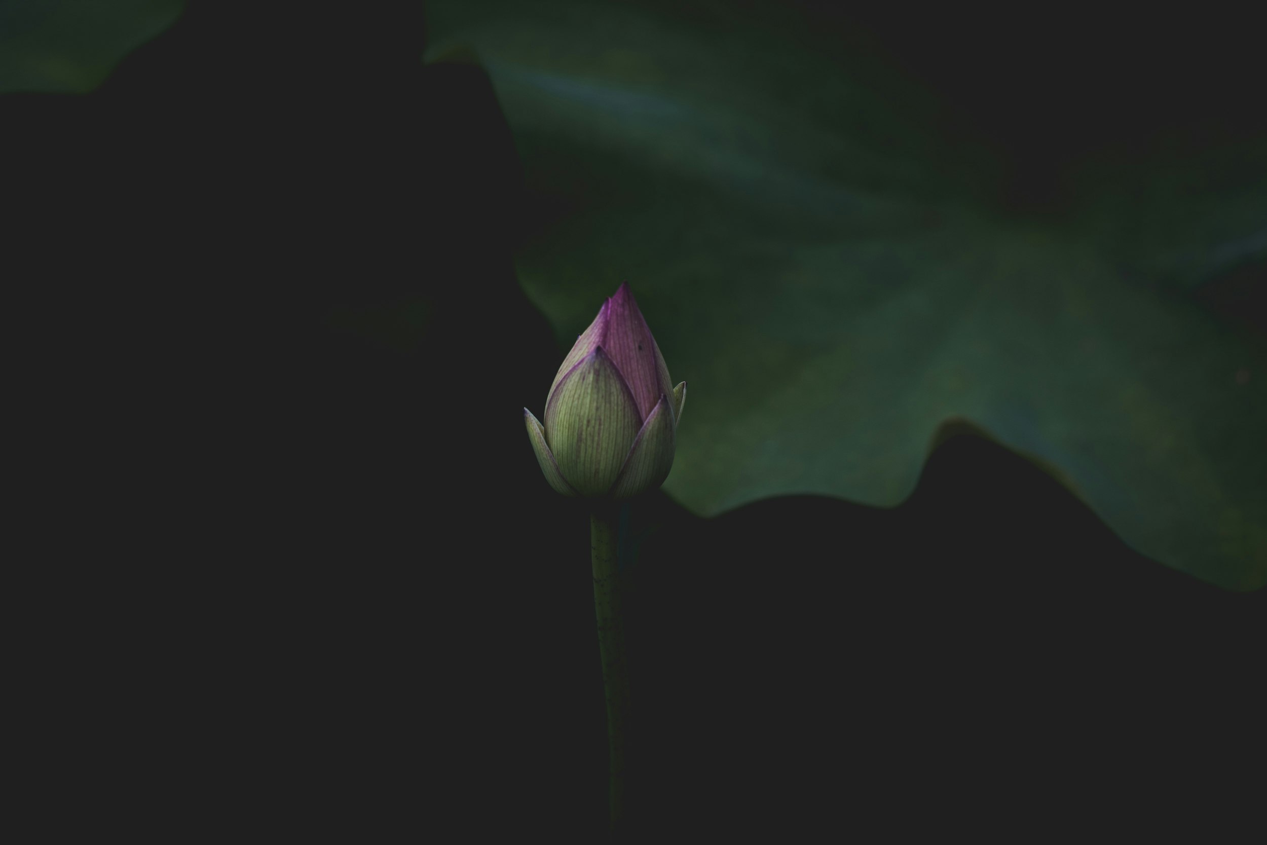 pink petaled flower on black background