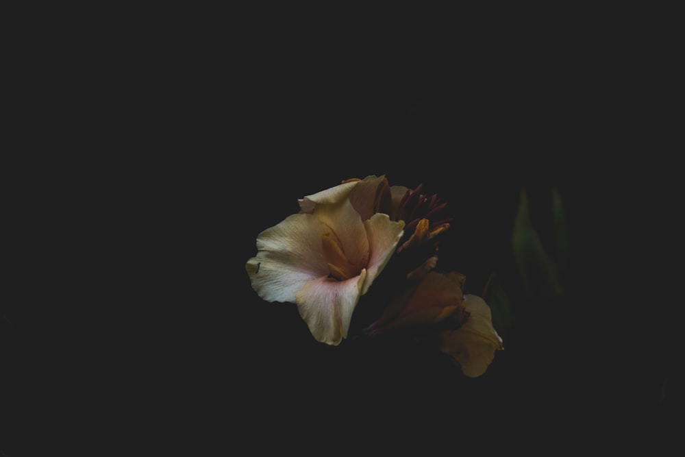 yellow petaled flower in dark room