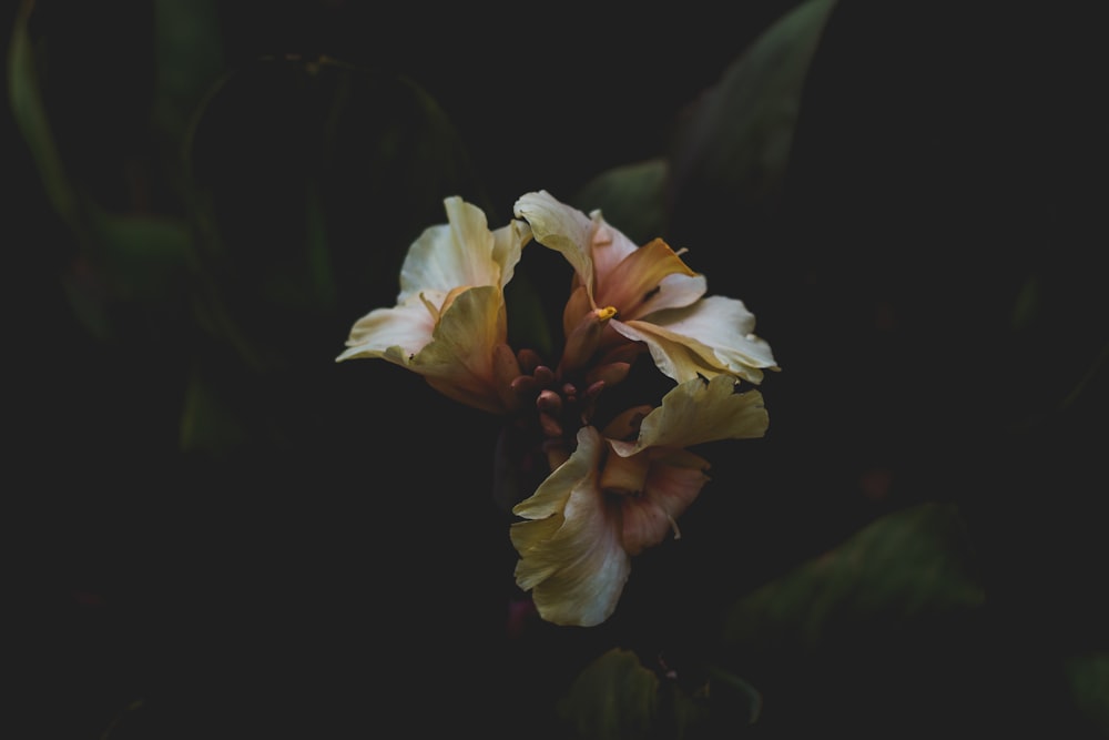 beige flower macro photography