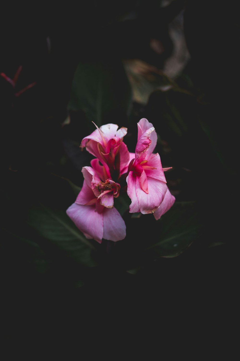 closeup photo of pink petaled flower