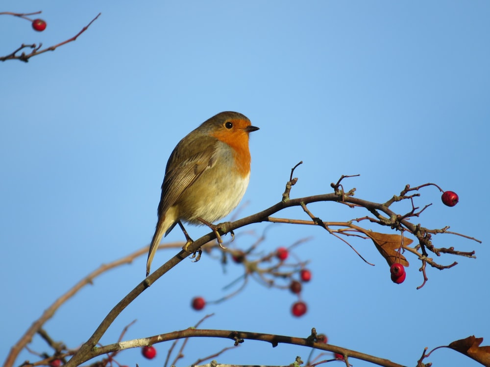 pájaro posado en la rama de un árbol durante el día