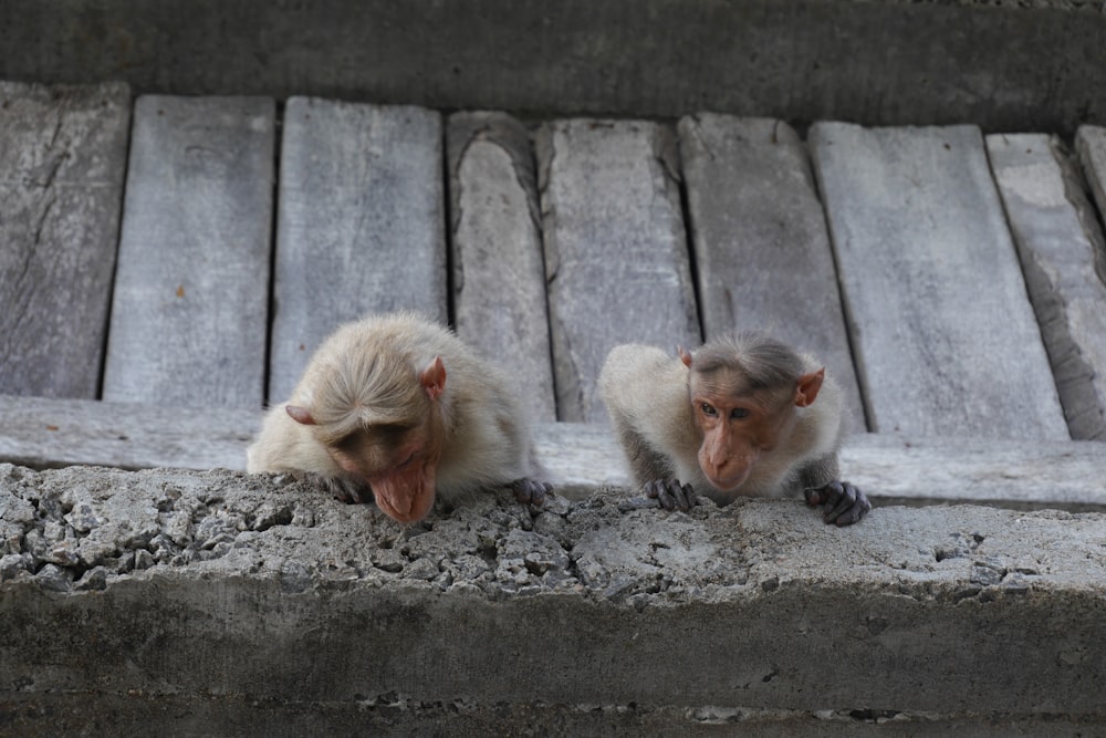 two white monkeys climbing on gray wall