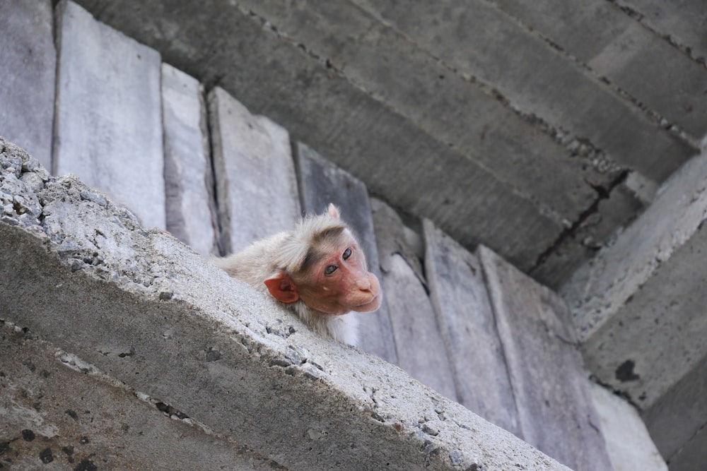 gray primate on wall