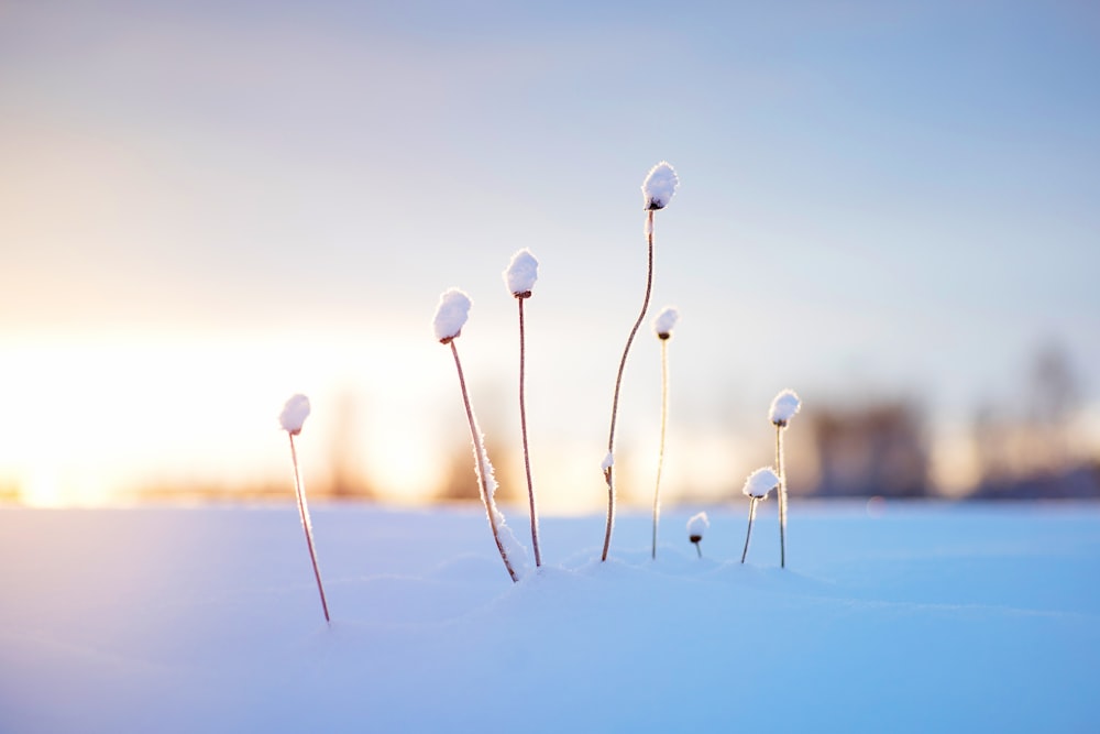 brown stem sprouting on white snow