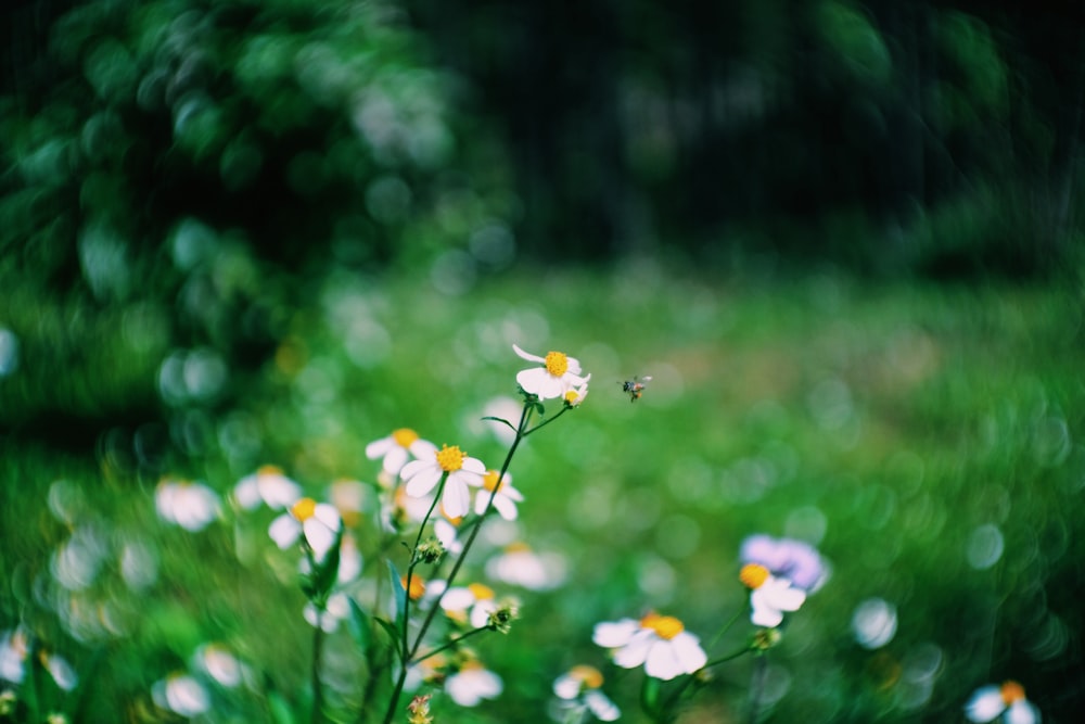 Selektive Fokusfotografie einer weißblättrigen Blume