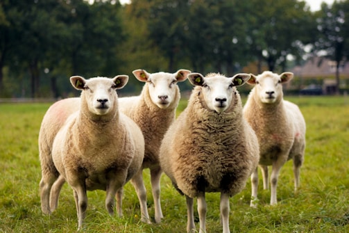 four lambs on ground