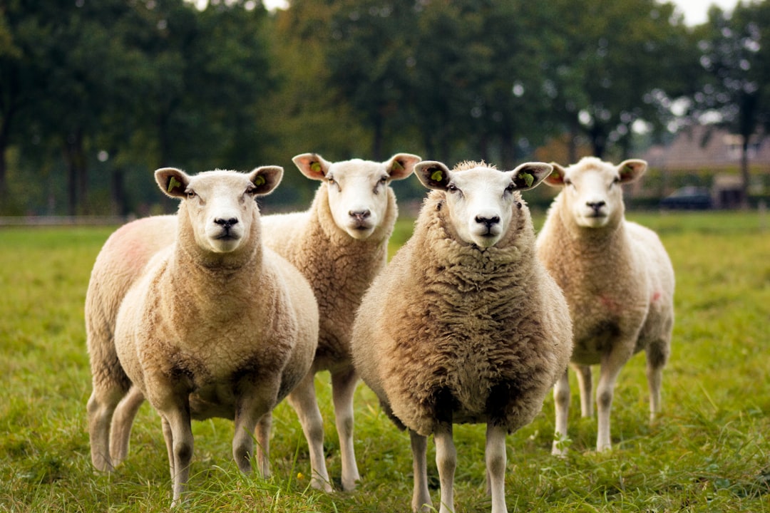 four lambs on ground, Sheep