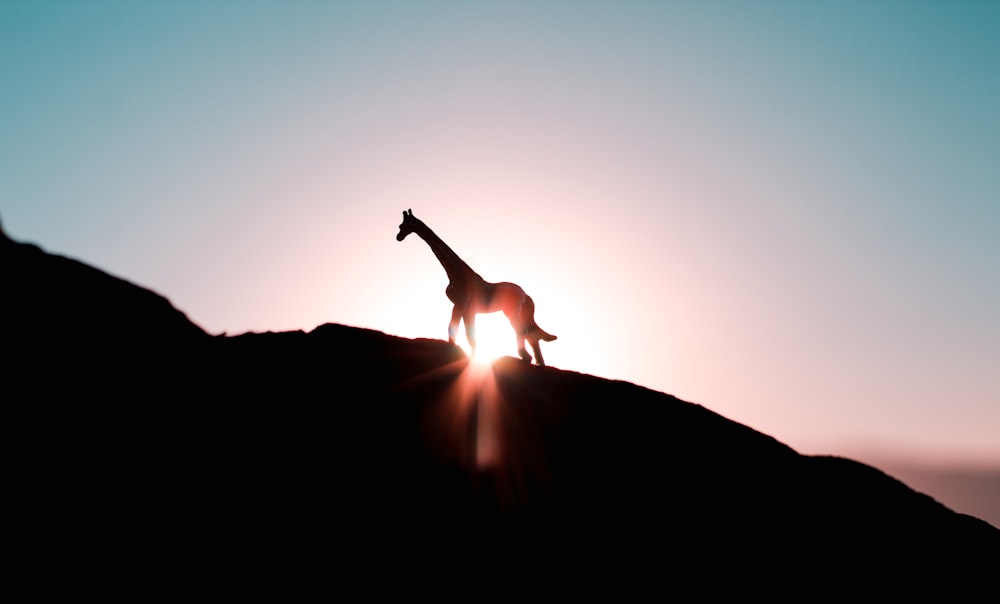 silhouette photo of giraffe during golden hour