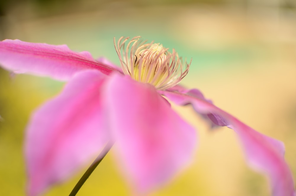 Photographie macroshot de fleur rose