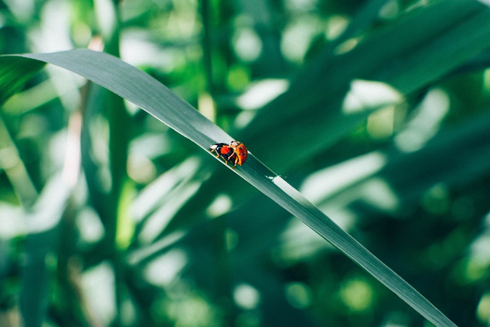 deux coccinelles rouges