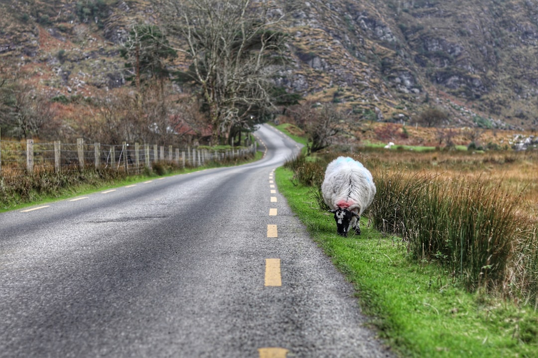 sheep near highway