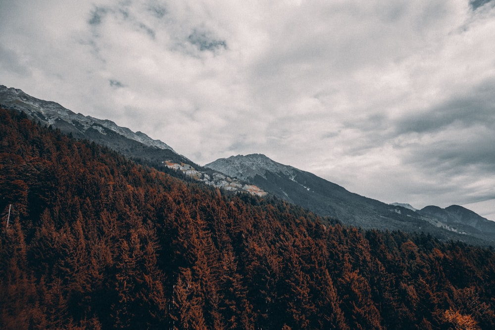 aerial photo of trees and mountains at daytime