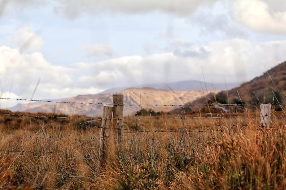 barb wire fence with brown grass