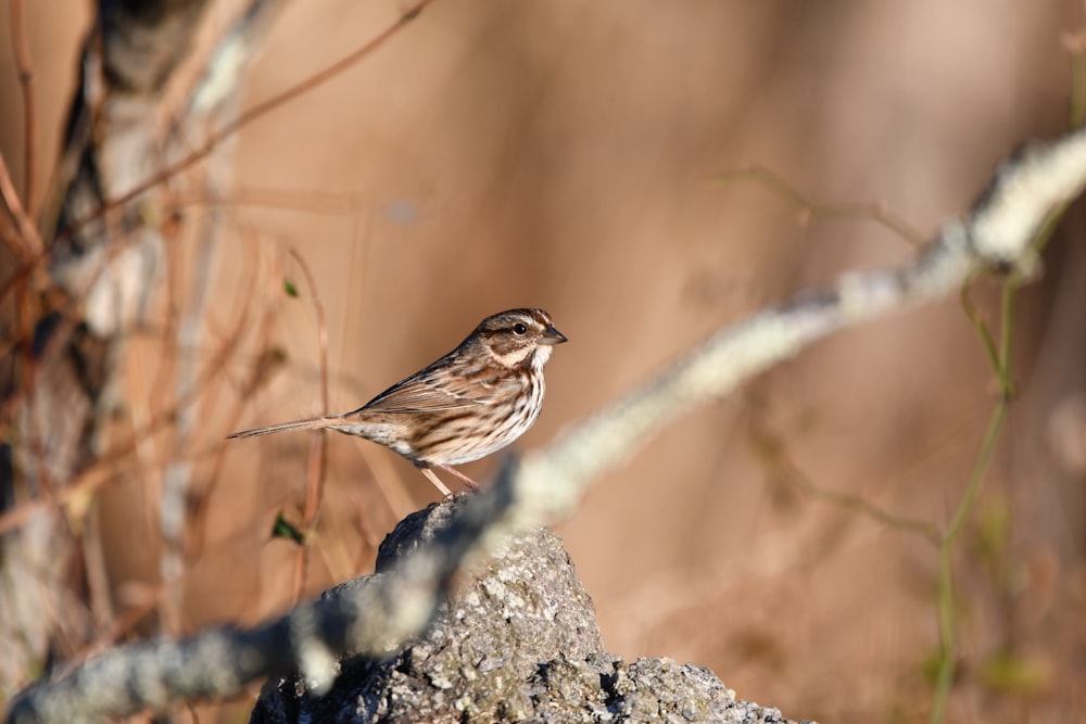 灰色の石の上の茶色の鳥