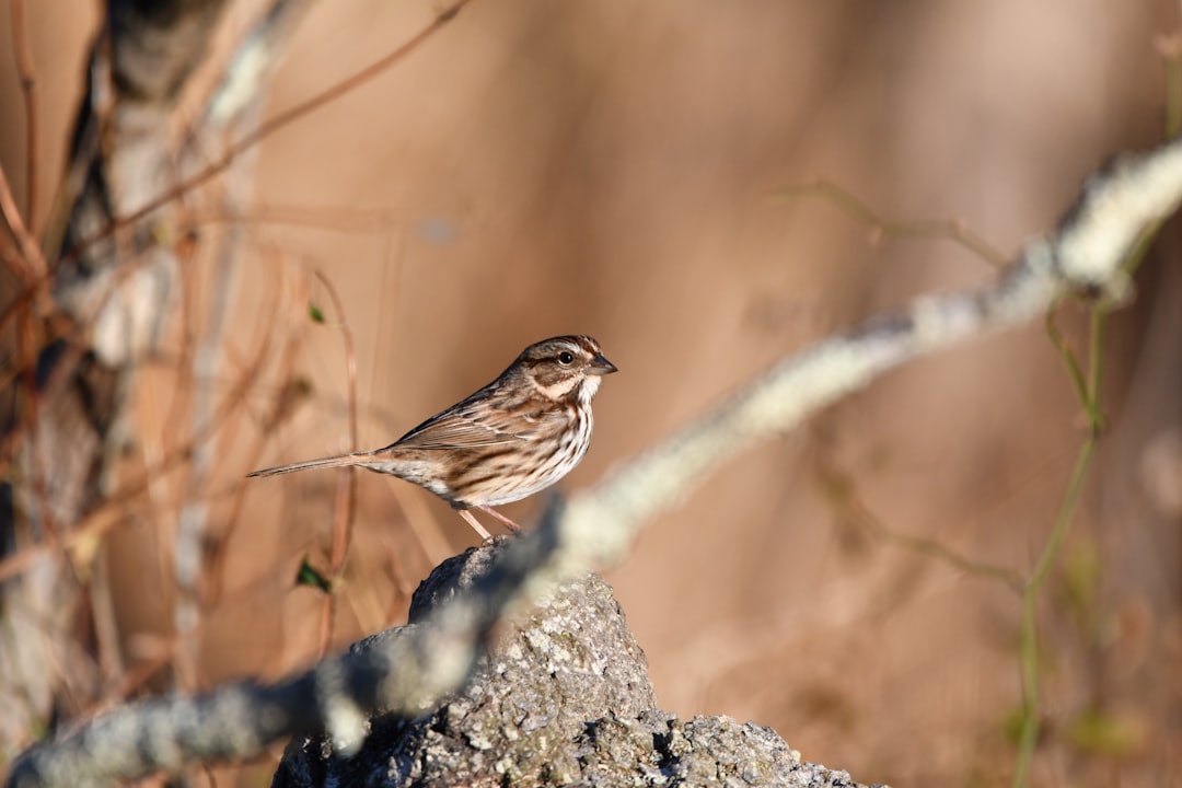 brown bird on gray stone