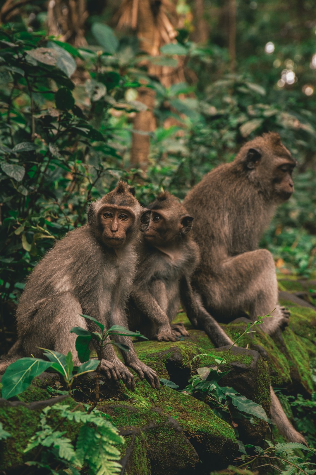 Jungle photo spot Sacred Monkey Forest Sanctuary Tegal