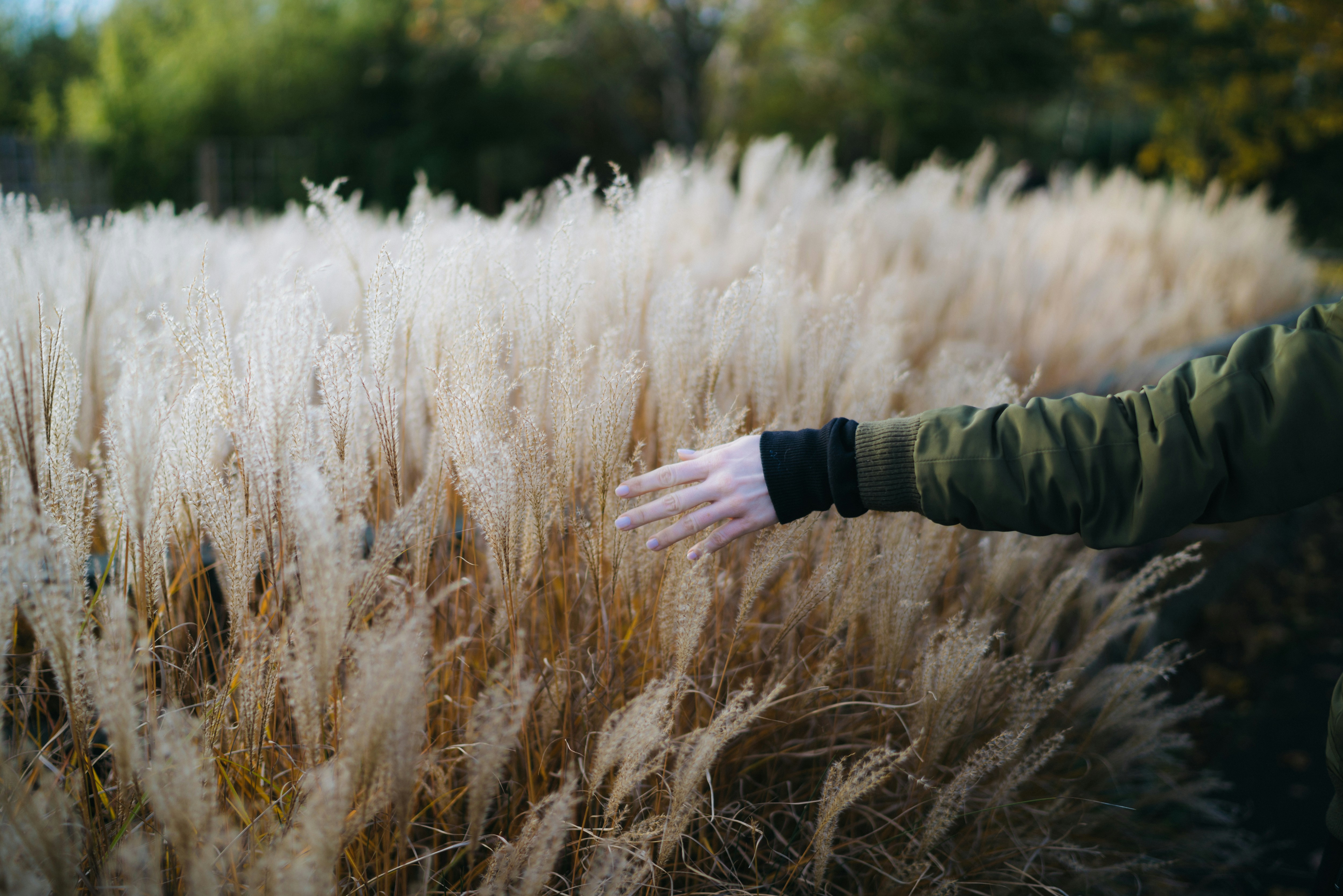 person walking near wheat field