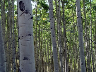 A dense forest of tall, slender aspen trees with smooth, white bark covered in dark markings. The forest floor is filled with lush green foliage, and the trees are closely packed, creating a serene and natural setting.