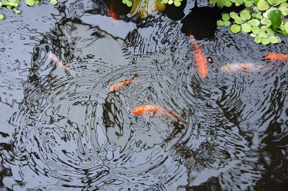peixes dourados na água