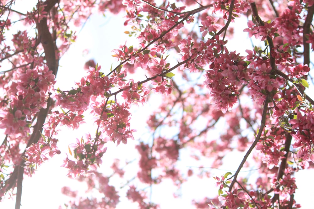 벚꽃의 얕은 초점 사진