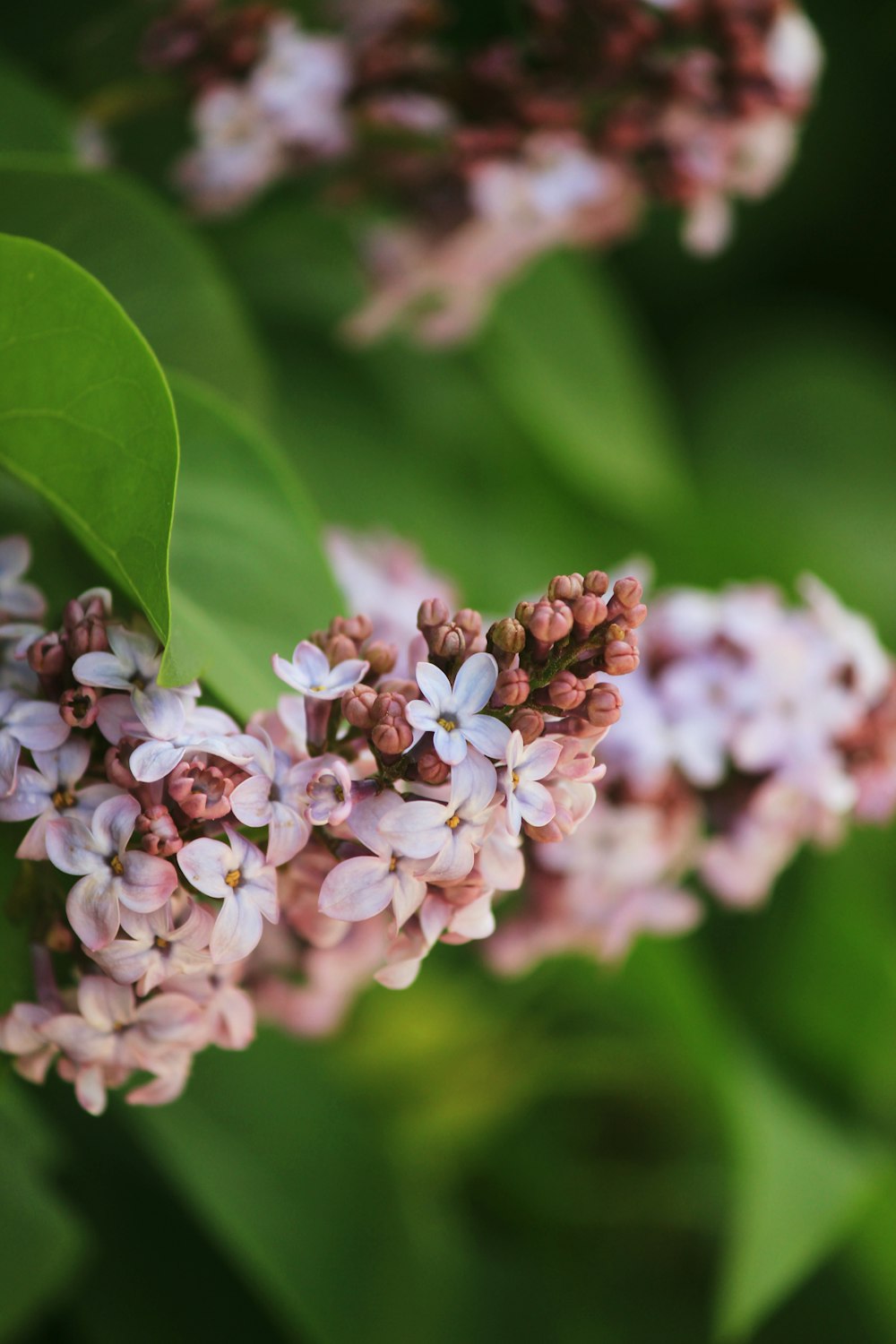 selective focus of white flowers