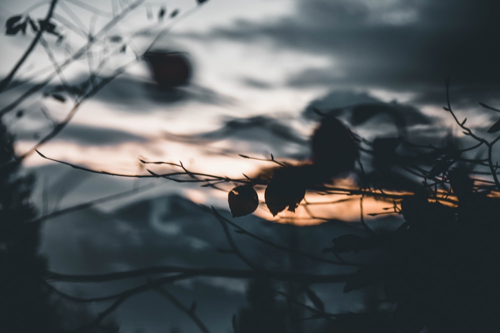 silhouette photo of trees during golden hour