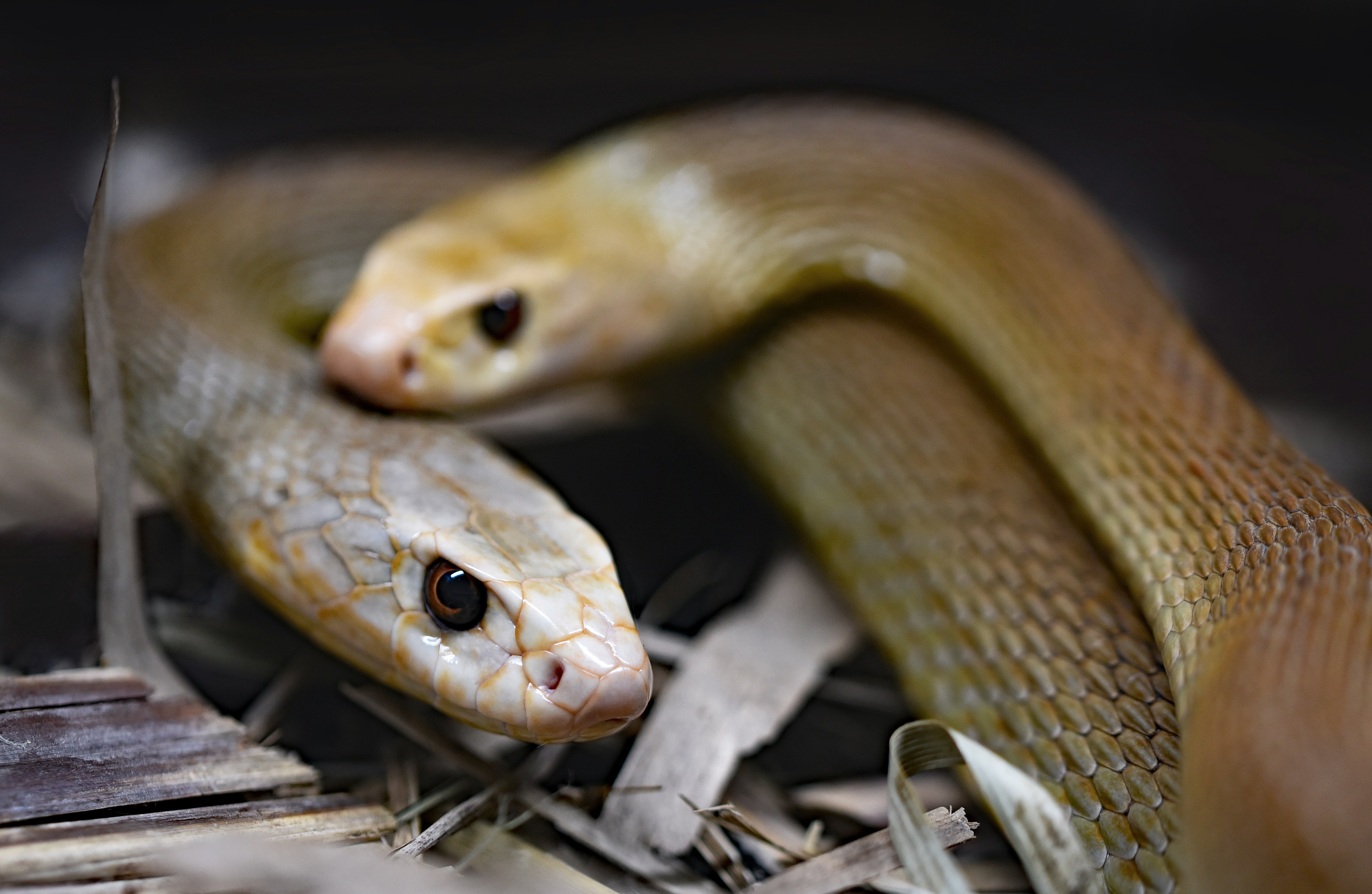 How Long Can Snakes Go Without Water
