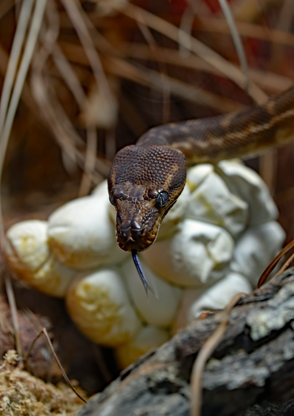 brown snake with eggs