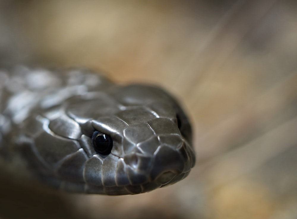 Fotografía de enfoque selectivo de Gray Snale