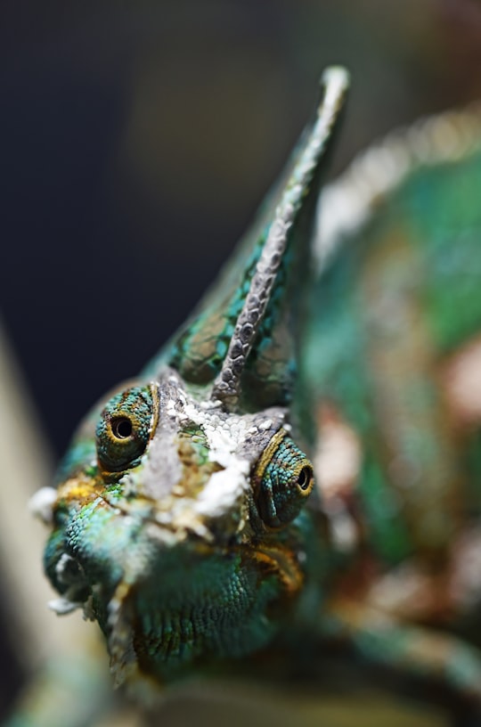 shallow photo of teal and gray fish in Hartley's Crocodile Adventures Australia