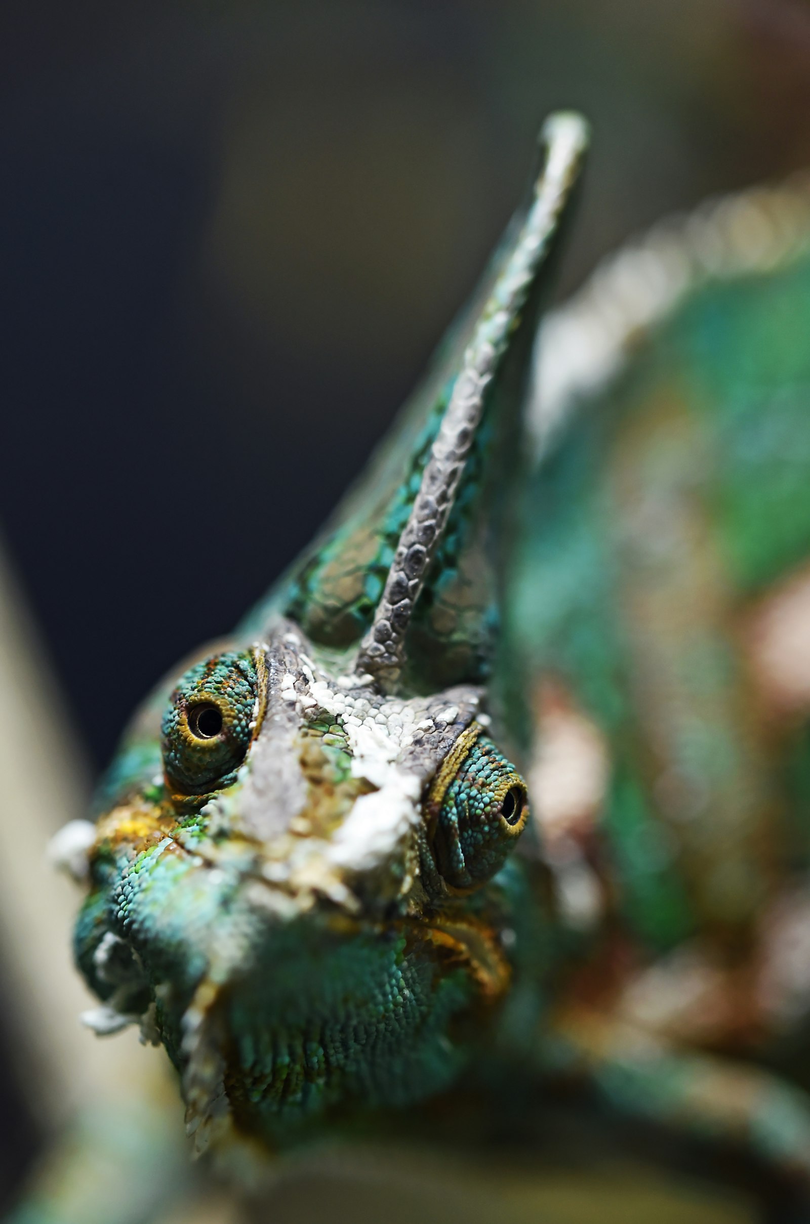 Nikon D750 + Tamron SP 90mm F2.8 Di VC USD 1:1 Macro (F004) sample photo. Shallow photo of teal photography