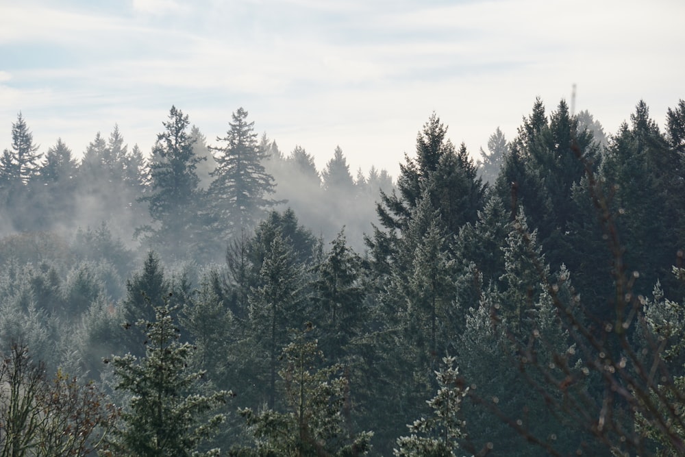 Vue aérienne de la forêt brumeuse