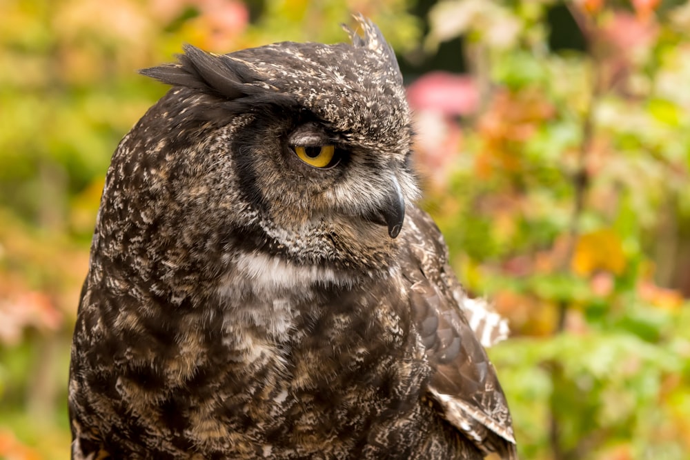 selective focus of owl